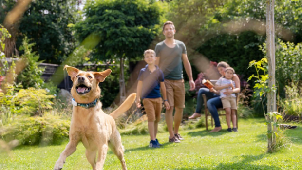 dog with gps collar playing in the yard with a family 