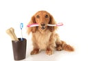 which-pet-insurance-covers-dental.jpg 