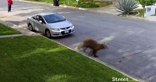 WATCH Landscaping crew surprised by bear in Arcadia CBS Los Angeles