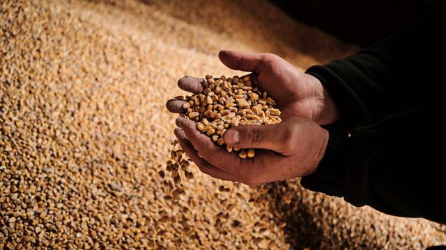 Polish Grain Stores as EU Slams Ukraine Grain Ban 'Unacceptable' 