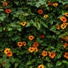 garden.jpg 
