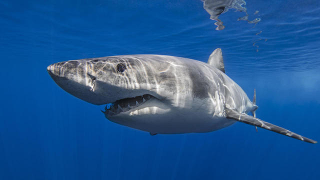 Mexico, Guadalupe, Great white shark underwater 
