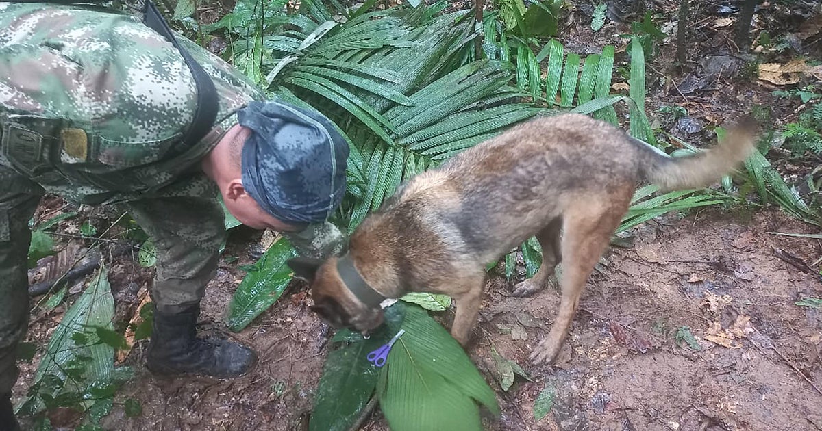 Amazon jungle crash survivors recovering as soldiers search for missing rescue dog  CBS News Amazon jungle crash survivors recovering as soldiers search for missing rescue dog  CBS News