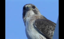 From 2003: Pale Male, NYC's favorite hawk 