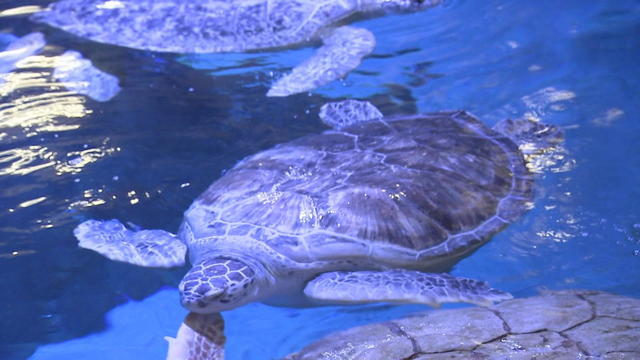 sea-turtles-camden.jpg 