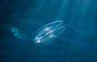 Comb Jellyfish in the Red Sea, Egypt 