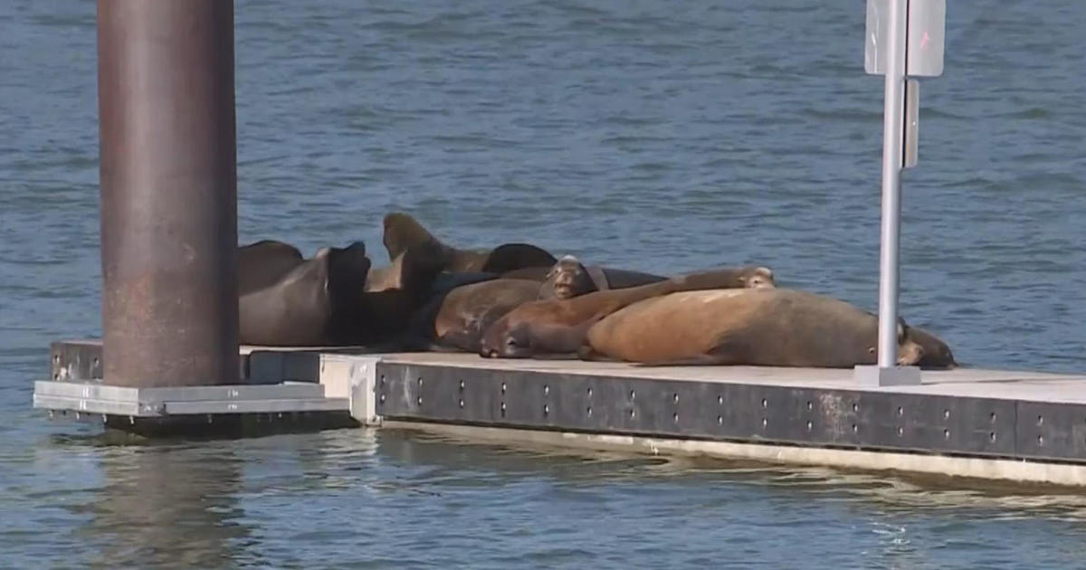 Sea lion showdown Will the Sacramento River's visitors be a boon or a