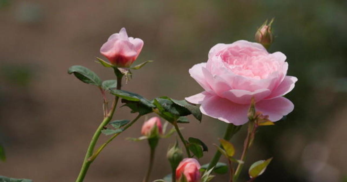 Martha Stewart on creating a rose garden