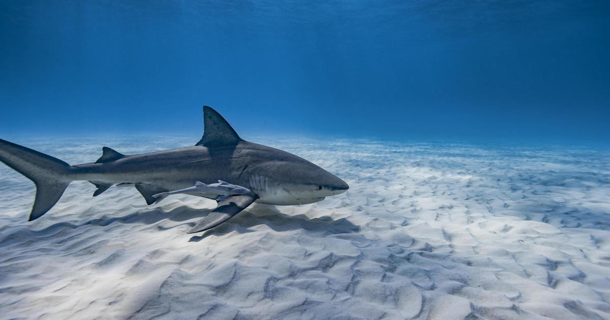 How to Prevent a Shark Attack and What to Do If Bitten? An Expert Weighs In