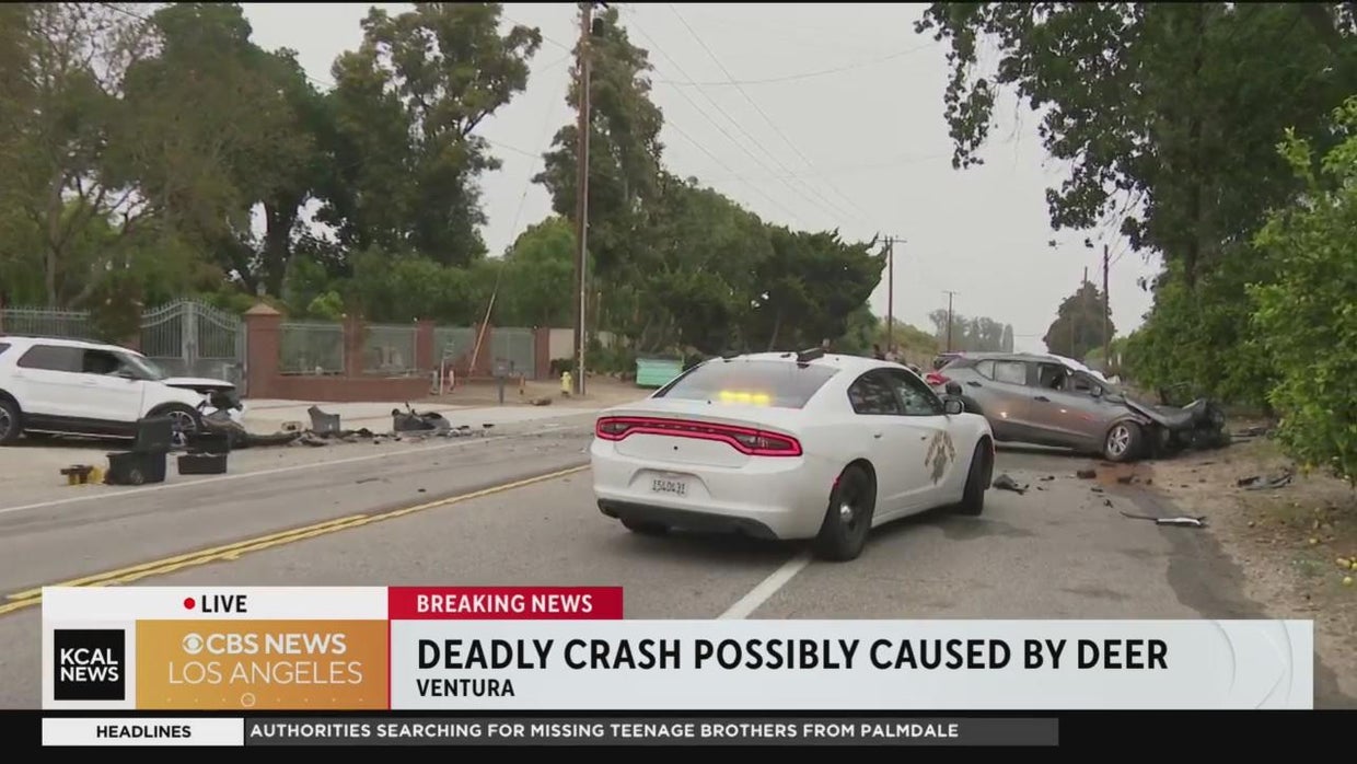 santa-paula-deer-crash-telegraph-road.jpg 