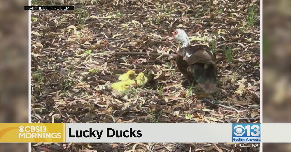 Fairfield fire crews making an unexpected rescue when baby ducklings were stuck on a rooftop