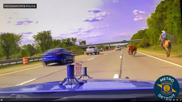 Stray cow on Michigan highway 