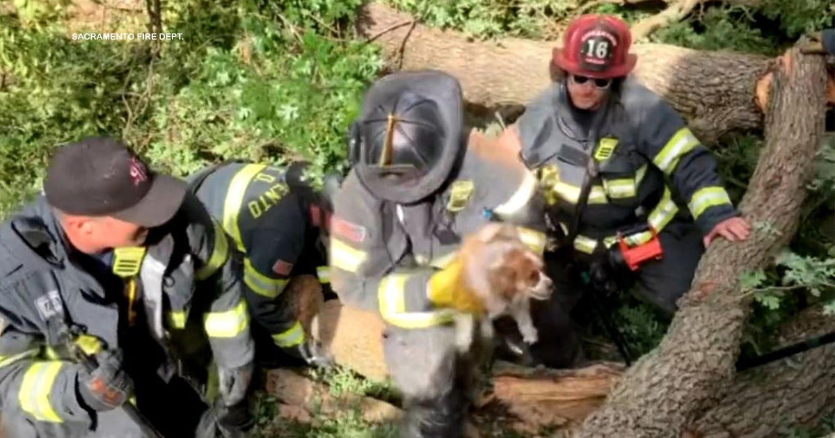 VIDEO: Sacramento firefighters rescue dog trapped by tree that fell onto doghouse