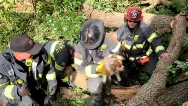 sac-fire-dog-rescued-tree-down.jpg 