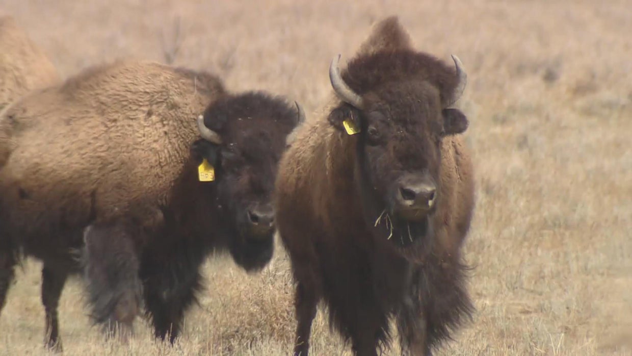 Bison population, with Yellowstone National Park roots, explodes in ...
