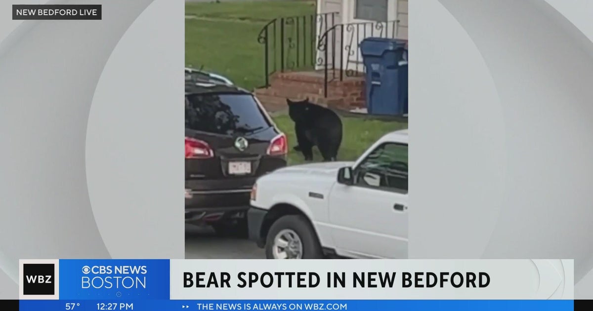 Bear wandering around southeastern Mass. spotted in New Bedford - CBS