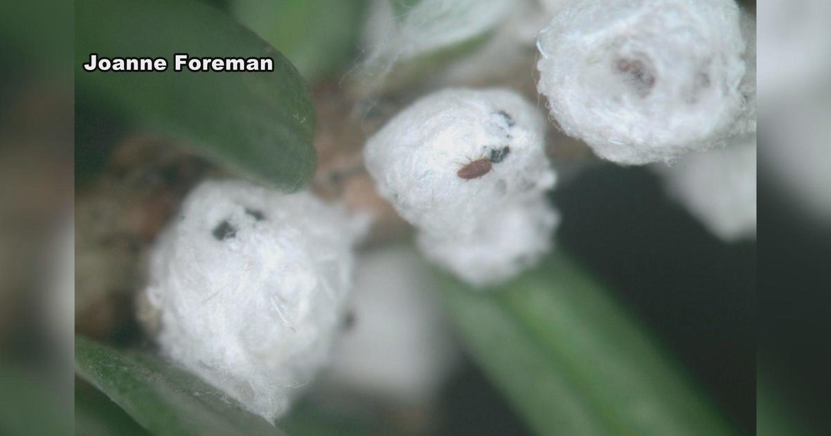 Invasive bug located on hemlock tree in Washtenaw County