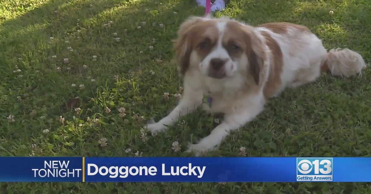 One Sacramento dog was doggone lucky after a tree fell on its home ...