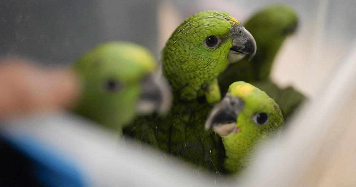 Chirping sounds lead airport officials to bag full of smuggled parrot eggs