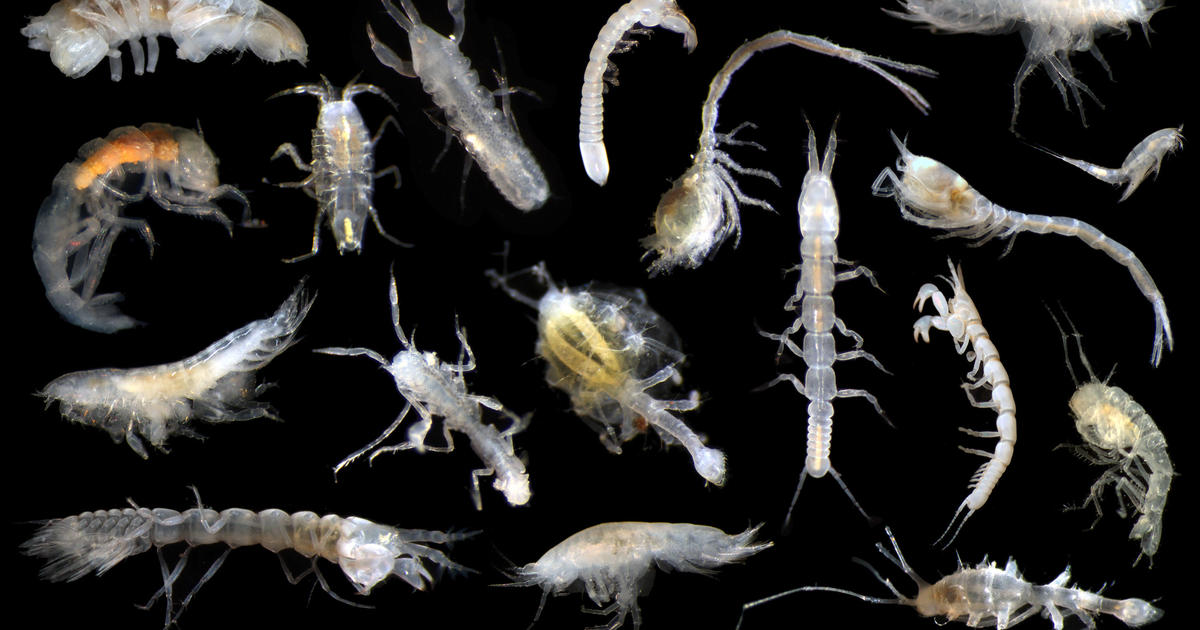 Scientists discover about 5,000 new species in planned mining zone of Pacific Ocean
