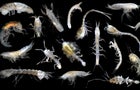 jc241-arthropoda.jpg 