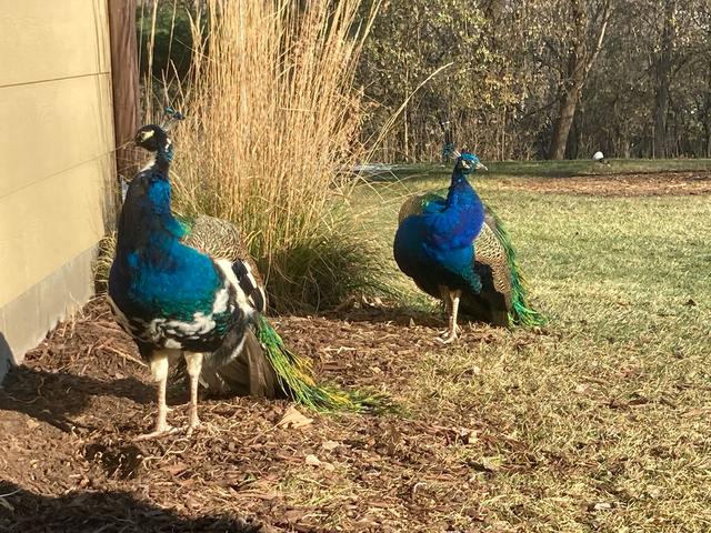 black shoulder peacocks