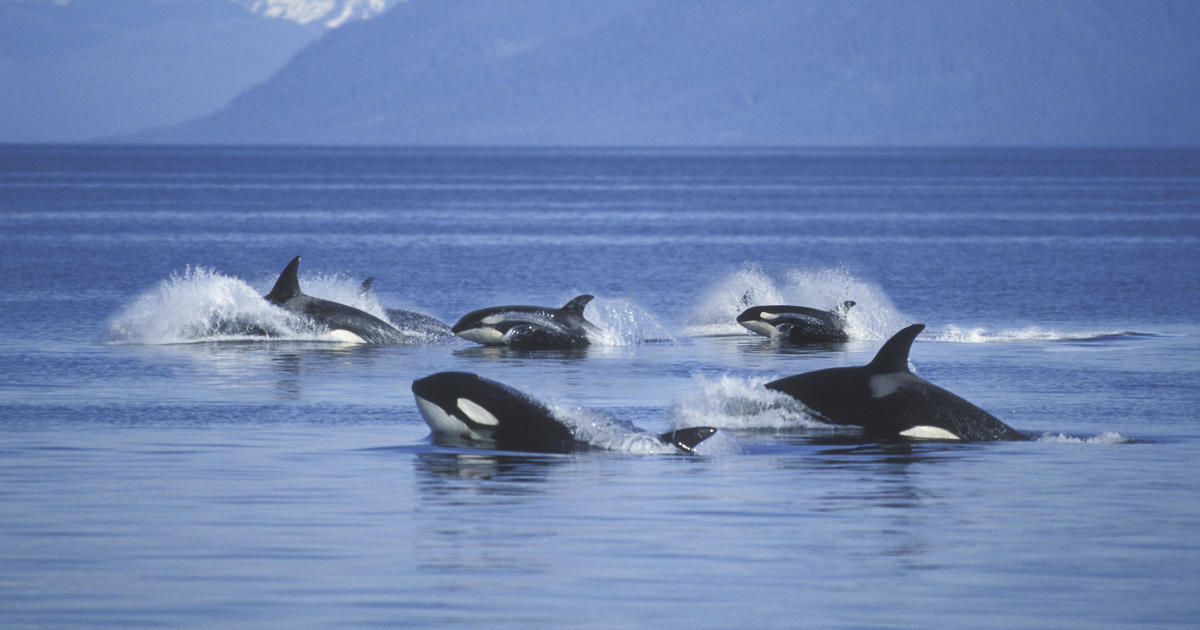 Killer whales are ramming into boats and damaging them. The reason remains  a mystery. - CBS News
