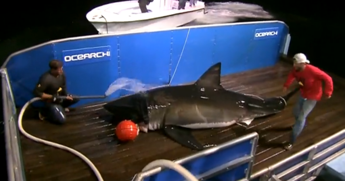 Great white shark population is booming, researchers say