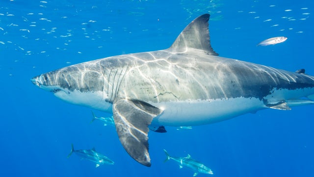 Can shark repellents protect you from getting bitten?