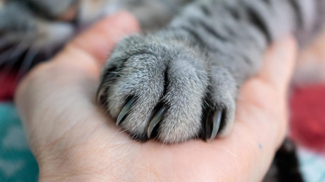 Cute fluffy tabby cat's paw on hand. Friendship with a pet. Gray striped cat. Paw with claws. Animal welfare. 