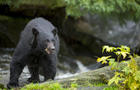 American black bear (Ursus americanus) at creek at Neets Bay 