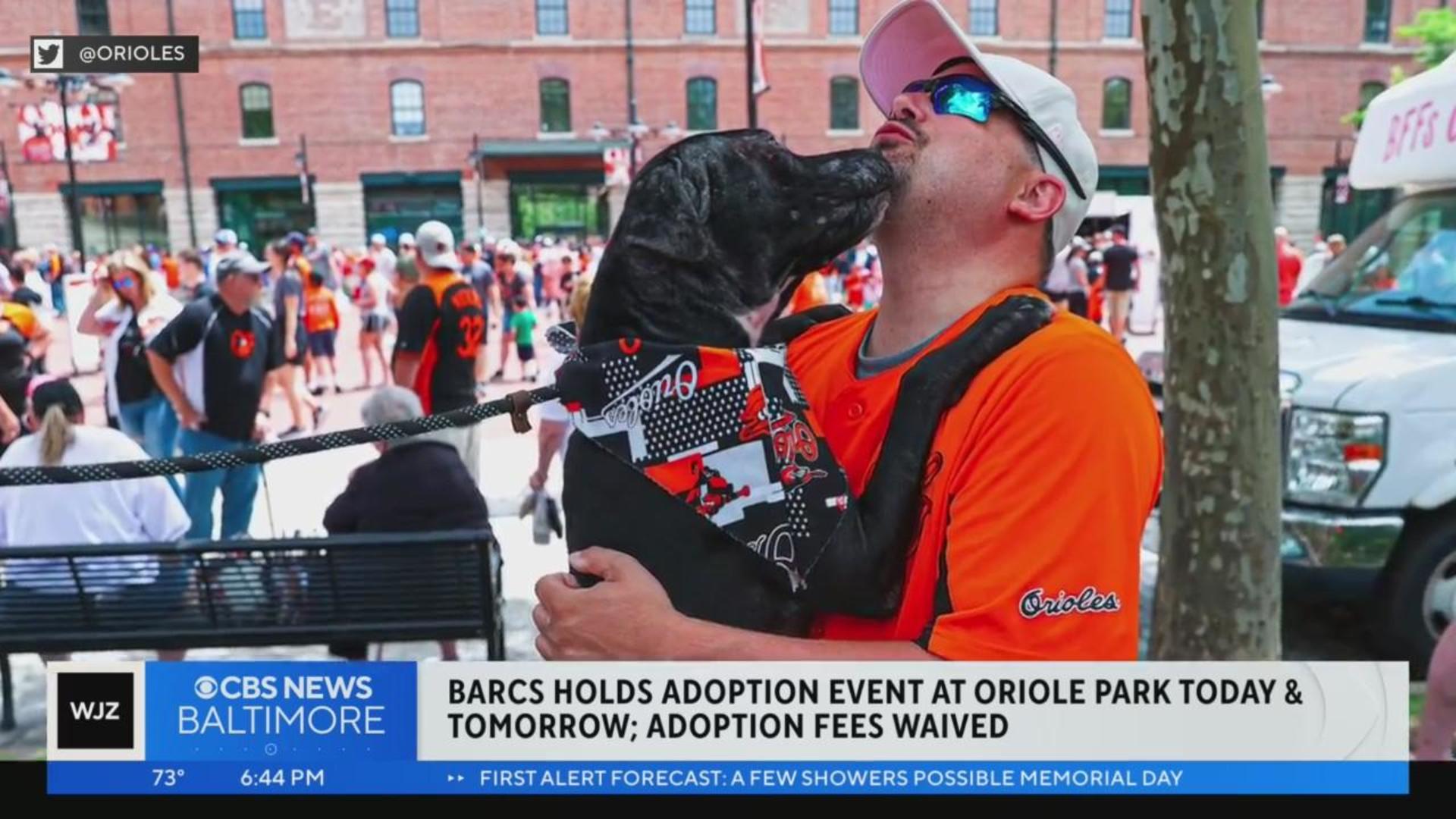 Orioles and BARCS to host pet adoptions Memorial Day weekend in effort to  alleviate capacity