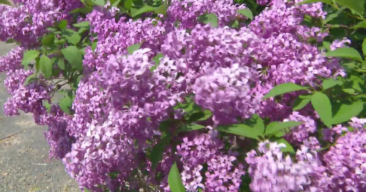 There's more than just beauty to blooming shrubs CBS Minnesota