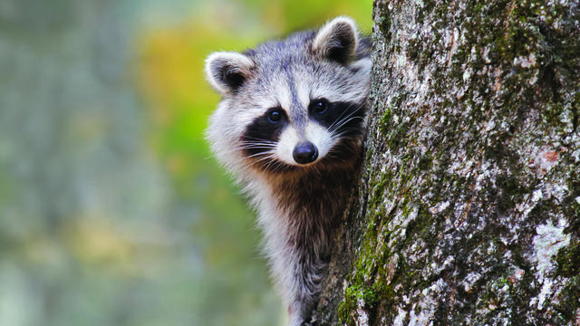 Raccoon on a tree 
