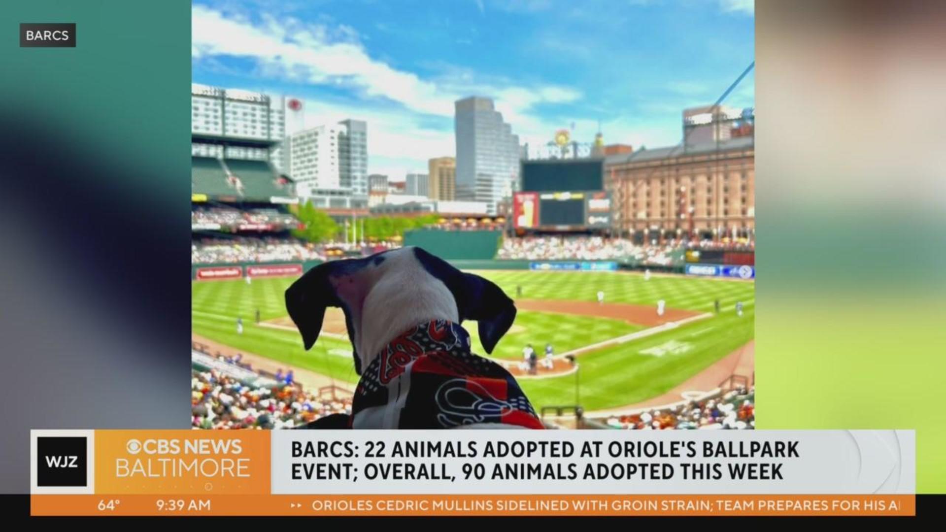 Bark at Oriole Park 2023 - Baltimore Humane Society