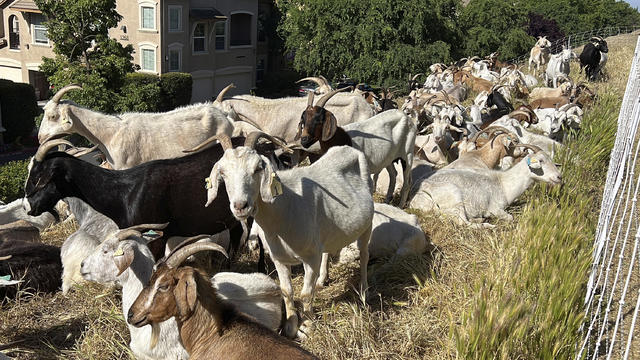 Wildfires Grazing Goats 
