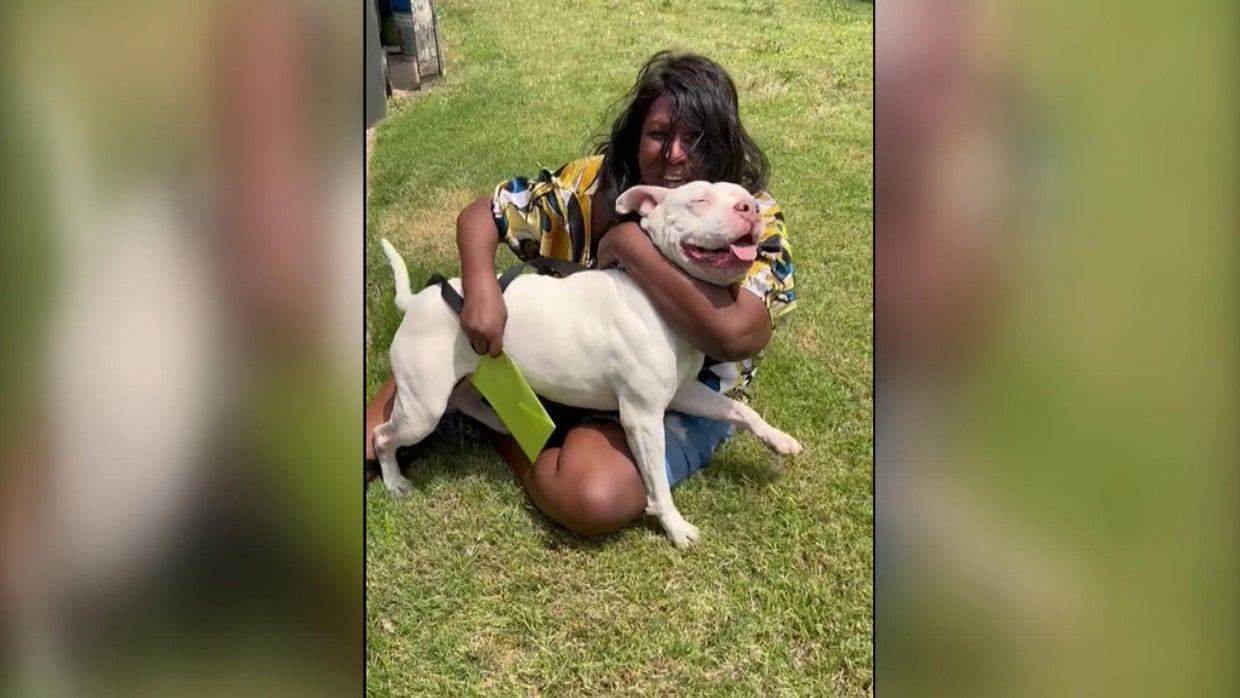ACCT Philly reunites lost dog with owner 3 years later CBS Philadelphia