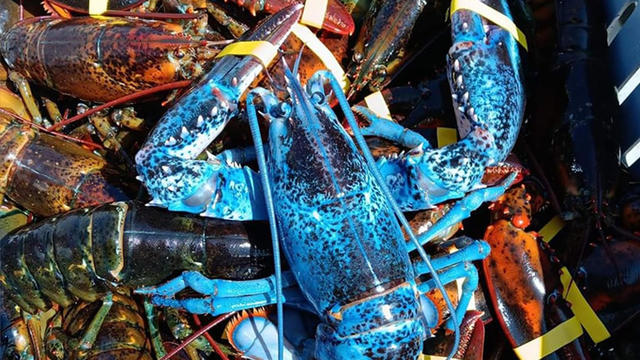 blue-lobster.jpg 