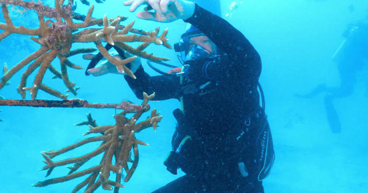 The innovative effort to restore reefs