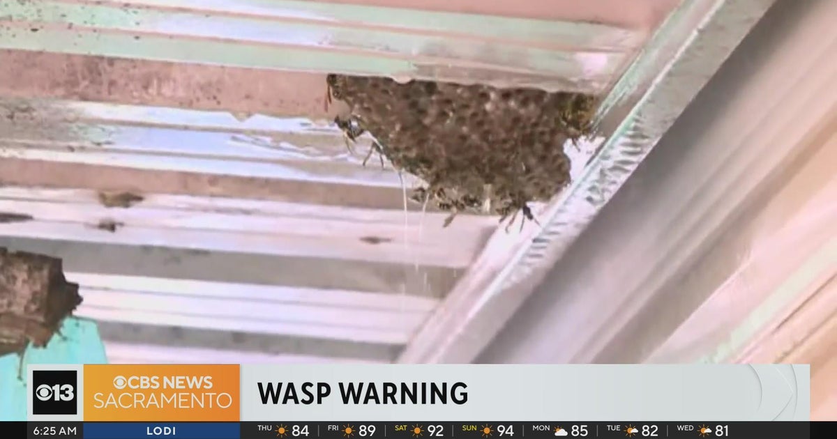 How to avoid wasps during wasp season - CBS Sacramento