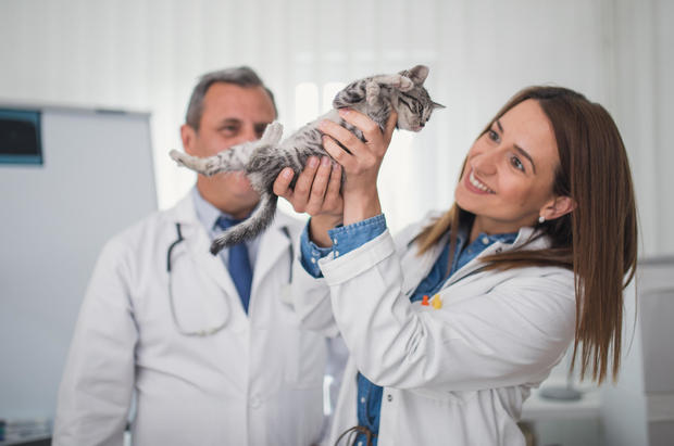 why-kittens-need-pet-insurance.jpg 