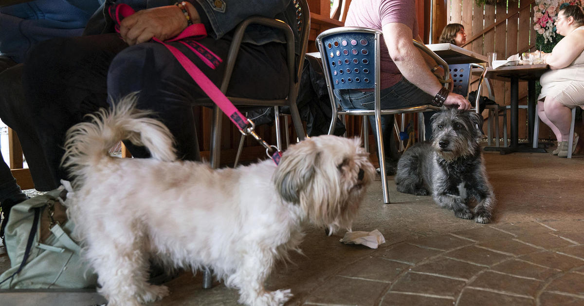 are dogs allowed in restaurants ma