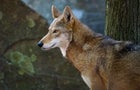 A Red Wolf Looks Into the Distance 