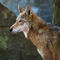 South Dakota zoo welcomes litter of "critically endangered" red wolves