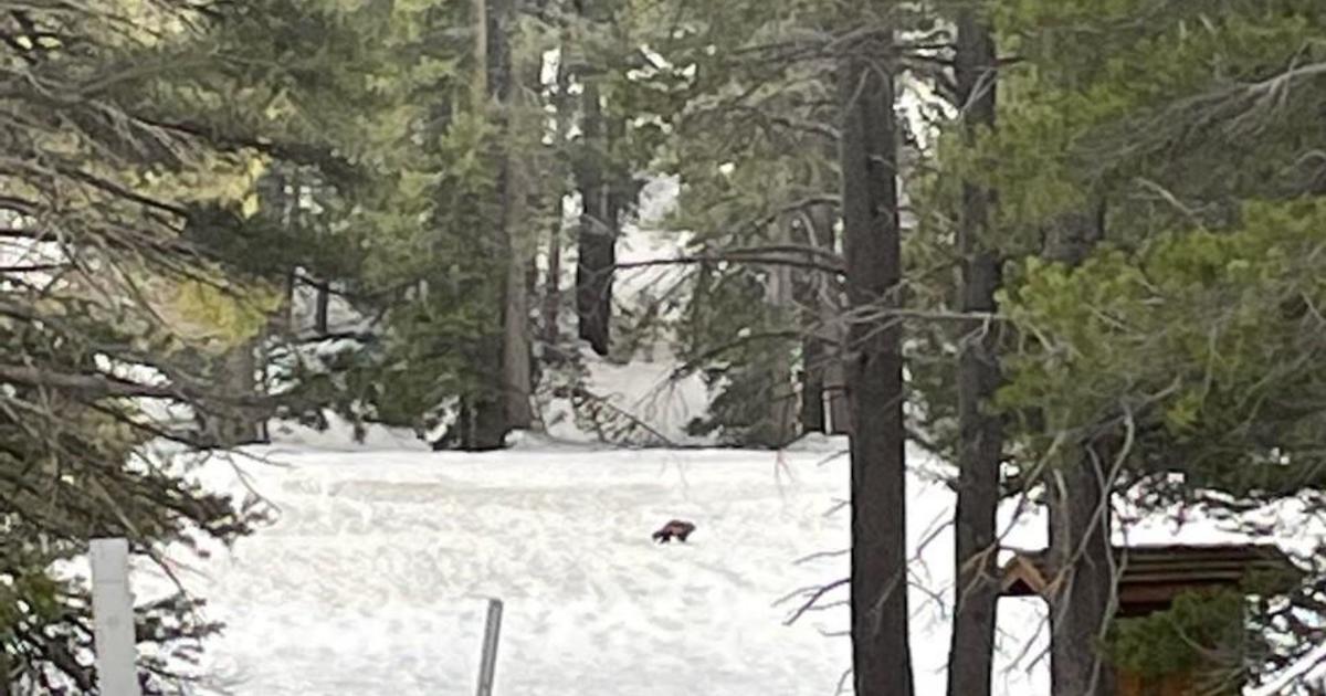 Multiple rare sightings of wolverine in California confirmed