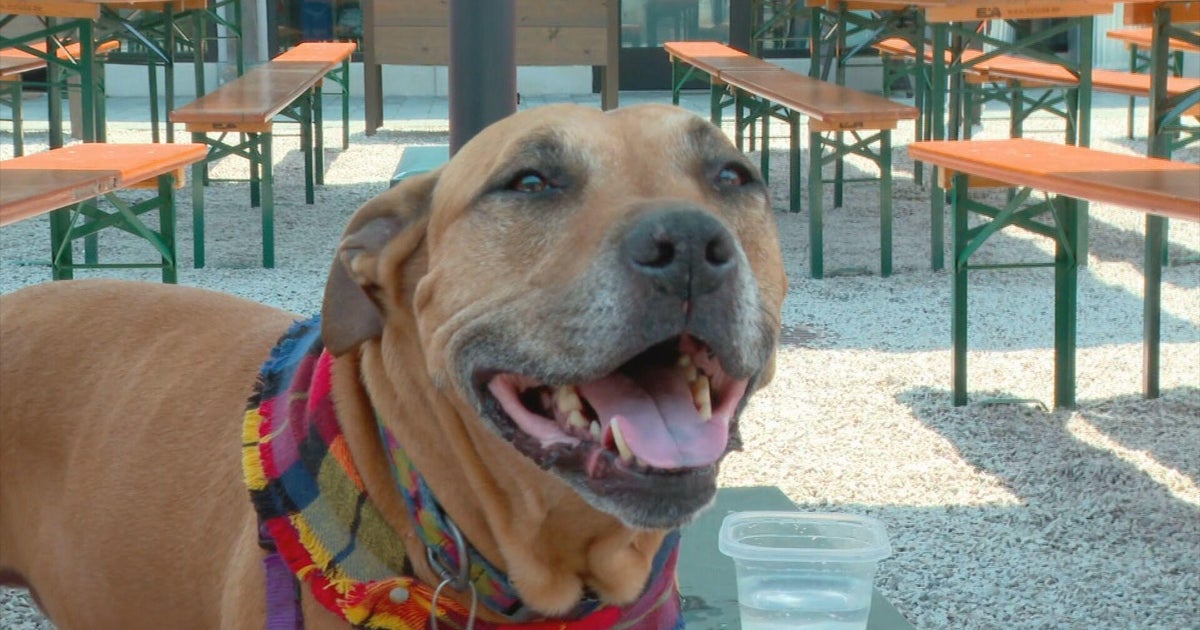 Dog lovers can now bring furry friends when dining out in Boston CBS