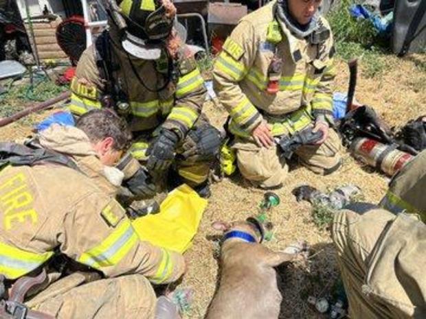9 dogs rescued after going missing during a garage fire in Sacramento 