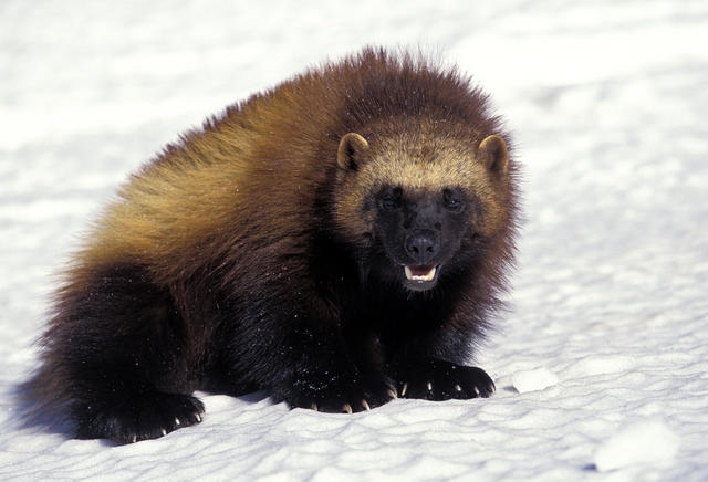 Multiple Rare Sightings Of Wolverine In California Confirmed - Cbs News