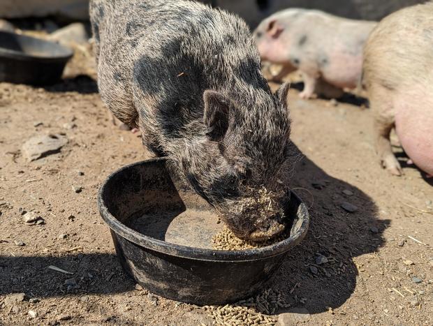rufus-and-several-other-pigs-are-looking-for-homes-credit-mspca-angell.jpg 