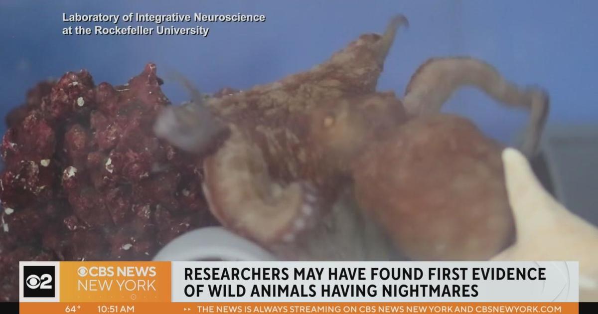 Octopus named "Costello" observed having a nightmare, researchers say